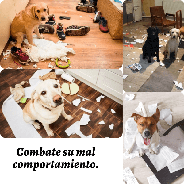 Alfombra Olfativa / Aloha (Chilling Mat) - Imagen 5